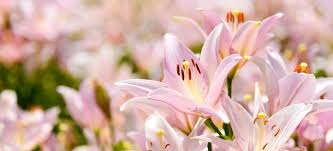 Hydra adalah hewan yang berkembang biak dengan cara. Bunga Bakung Bunga Dengan Banyak Rahasia Tersembunyi Muffingraphics Com