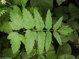 Image result for Pimpinella ledermannii