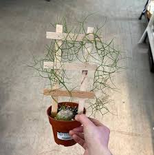 Image result for Bowiea volubilis