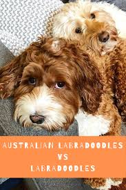 Find the best responsible breeders near you. Australian Labradoodle Vs Labradoodle What Is The Difference Australian Labradoodle Grooming Australian Labradoodle Puppies Labradoodle Puppy