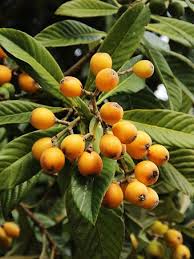 Strange and unusual fruit from around the world. Buy Unusual Fruit Trees Online The Tree Center