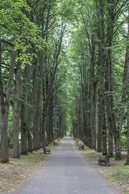 We did not find results for: Hd Wallpaper Belarus Minsk Garden Nature Trees Vegetation Landscape Wallpaper Flare