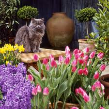 Some popular kalanchoe houseplants that are toxic to pets: Common Garden Plants That Are Toxic To Cats