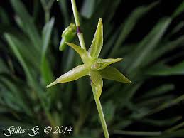 Image result for Angraecum calceolus