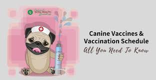 Canine Vaccines And Vaccination Schedule A Dog Owners Guide