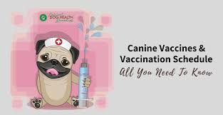 canine vaccines and vaccination schedule a dog owners guide