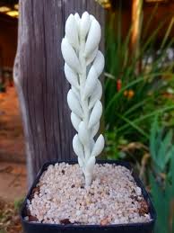 Image result for Caputia