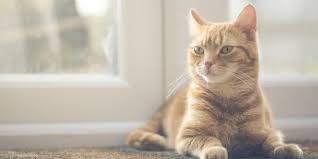 Heart Disease In Cats A Silent Killer