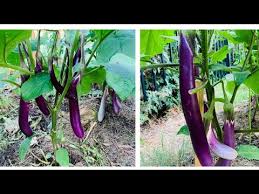 Grows best in warm weather, but will continue producing through to the first frost. Ichiban Type Japanese Eggplant Black Beauty Type Eggplant Plant Profile Youtube