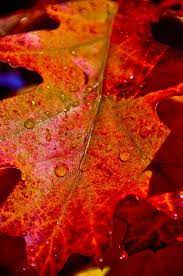 Wet Orange Red Leaf In Autumn Autumn Scenes Leaves Beautiful Fall