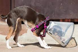 For instance, wounds near the tips of the tail or feet may require a longer cone as the animal can access these areas with their mouths more easily. The Best Dog And Cat Cones Reviews By Wirecutter