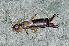 Daves quality pest control, lindsay, ontario. Pest Control Services