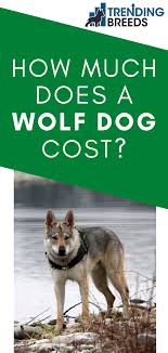 A wolf dog puppy typically costs between $1,000 and $3,000. How Much Does A Wolf Dog Cost Wolf Dog Wolf Hybrid Dogs Wolf Hybrid Puppies