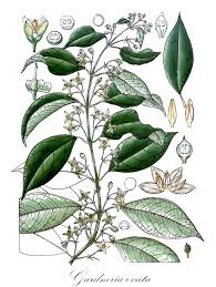 Image result for Loganiaceae