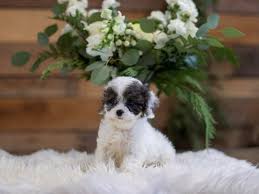 Below is a sample search of our cockapoo breeders with puppies for sale. Cavapoo Dog Male Blue Merle White 2564157 The Barking Boutique