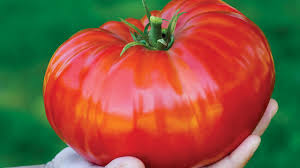 We did not find results for: Burpee Steakhouse Hybrid Tomato Youtube