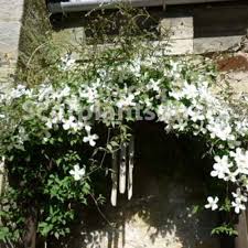 Maybe you would like to learn more about one of these? Clematis Montana Alba Spd Fife