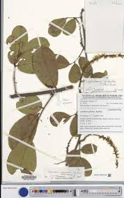 Image result for Leptoderris goetzei