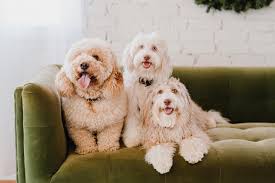 2022 Christmas card pics. I have a...