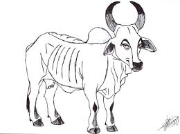 We enjoy working with exhibitors of all levels to bring home to banners for their brahman champion! Brahman Cow By Zebg On Deviantart