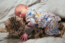 Sonia On Twitter Cats Funny Cats Funny Babies