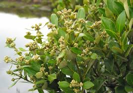 Image result for Avicennia marina