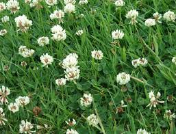 Green gobbler vinegar weed killer | best white clover killer. White Clover Is A Common Lawn And Turf Weed Identify And Control