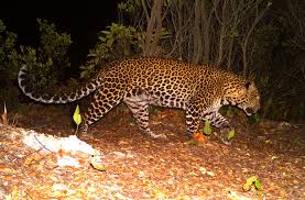 English (us) · suomi · svenska · español · português (brasil). Wallpaper Macan Kumbang Terrestrial Animal Vertebrate Mammal Jaguar Wildlife Leopard Felidae Big Cats African Leopard Nature Reserve 2113149 Wallpaperkiss