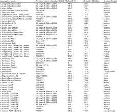 Image result for Adenocarpus mannii