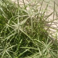 Image result for Cyperus glaucophyllus