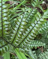 Image result for Adiantum vogelii