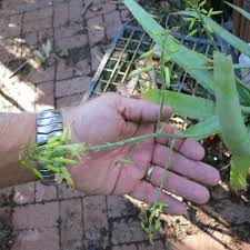 Image result for Aloe veseyi