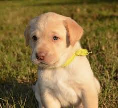 If you are searching a puppy for yourself near you then you. Litter Of 5 Labrador Retriever Puppies For Sale In Bolingbrook Il Adn 27680 On Puppyfinder Com Gender Male Age 8 Puppies Labrador Puppy Labrador Retriever