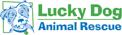 There are many ways for individuals, groups or companies to interact with. Join Lucky Dog S Youth Program Lucky Dog Animal Rescue