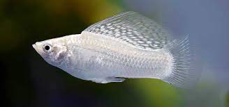 Molly Fish Care And The Salt Myth Tropical Fish Hobbyist Magazine
