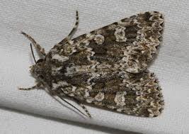 Image result for Polymixis polymita