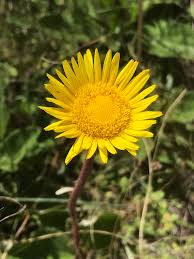 Image result for Haplocarpha