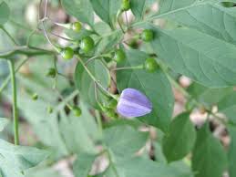 Image result for Solanum seaforthianum