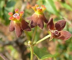 Image result for Pentarrhinum insipidum