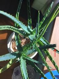 アロエの葉をとってると 茎が長くなりますよね 切って植えたら駄 Yahoo 知恵袋