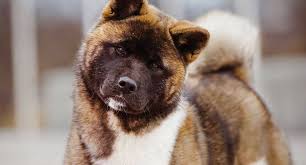 List Of Dog Breeds Petfinder