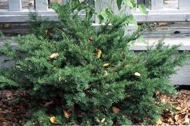 Image result for Eremospatha cuspidata