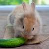 One of the most popular beliefs regarding the diet of a bunny is that they only have to be fed carrots. 1