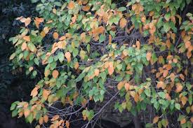 Image result for Croton leuconeurus