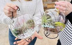 Air Plant Terrarium: Living Ornament Workshop