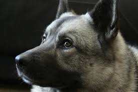 Image result for norwegian elkhound grey