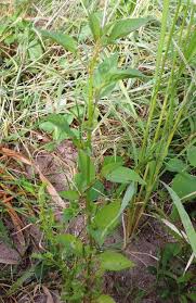 Image result for Celosia trigyna