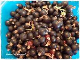 Image result for jostaberry