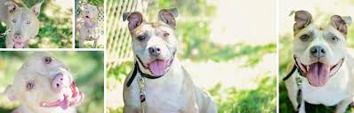 Here are some reasons why adopting a pet would benefit you and your family. Wallingford Animal Control Adoptions Animal Control Services In Wallingford Ct