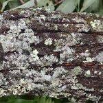 Image result for Terminalia brachystemma